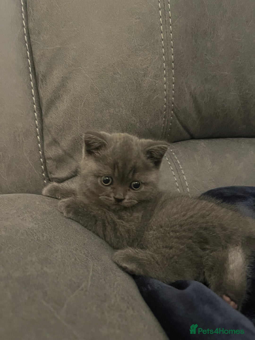 British Shorthair cats for sale: Pedigree BSH fluff balls  - Advert 8