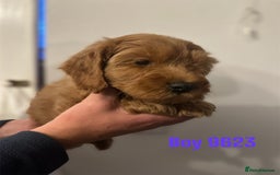 Cockapoo dogs for sale: DEEP RED COCKAPOOS READY NOW - Image 9