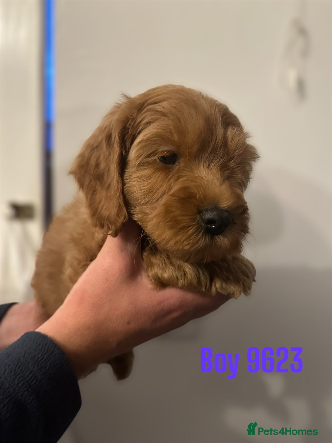 Cockapoo dogs for sale: DEEP RED COCKAPOOS READY NOW - Image 9