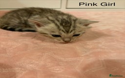 Bengal cats for sale: Pure Bengal Kittens Available  - Image 19