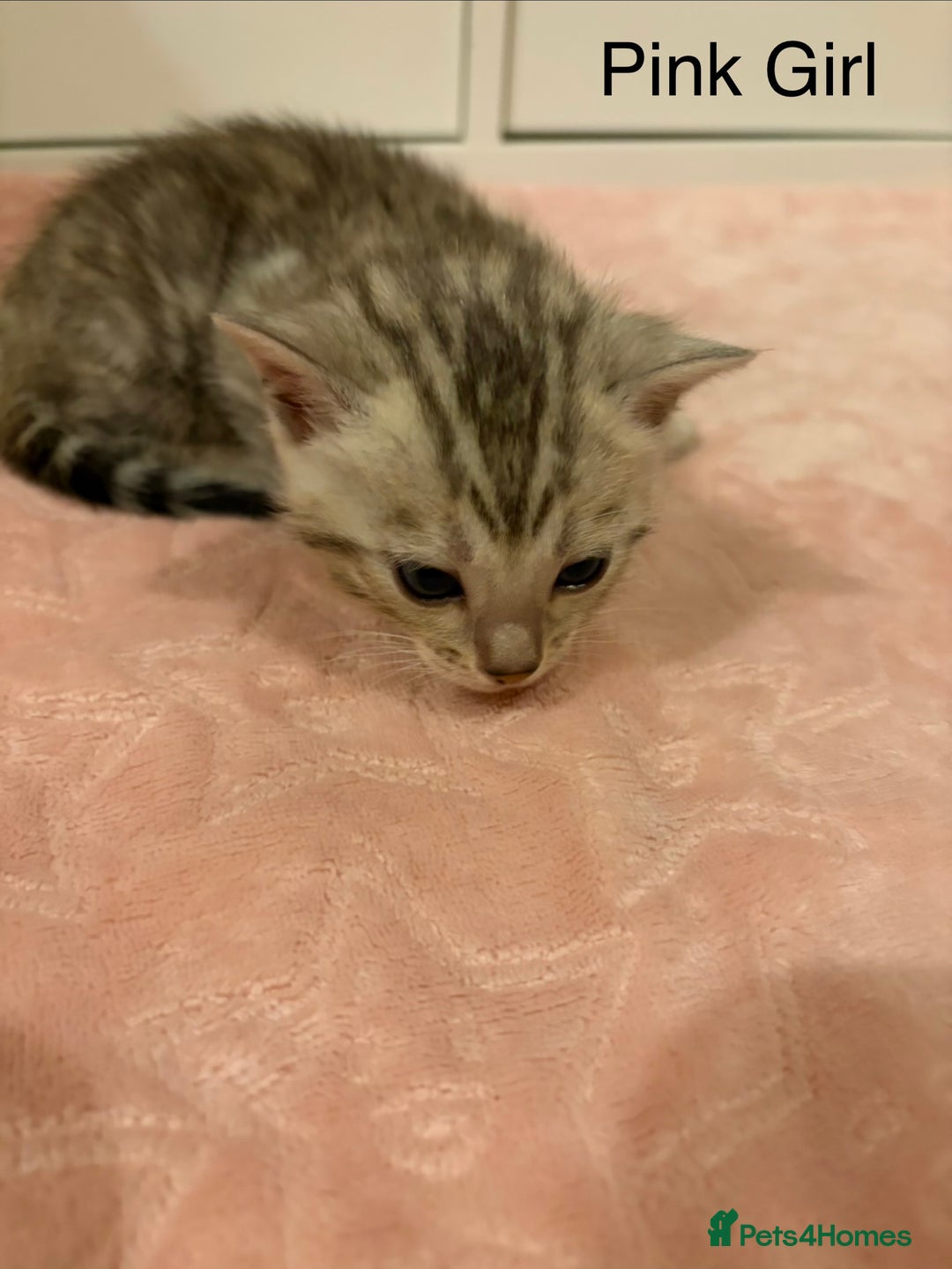 Bengal cats for sale: Pure Bengal Kittens Available  - Image 19