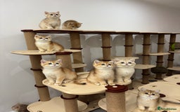 British Shorthair cats for sale: British Shorthair Golden kittens    - Image 13