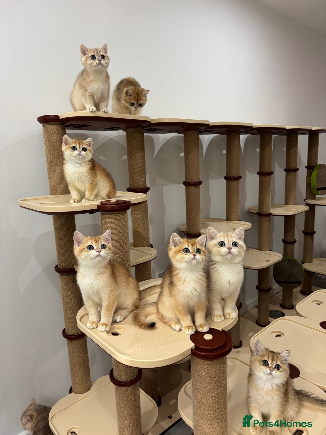 British Shorthair cats for sale: British Shorthair Golden kittens    - Image 13
