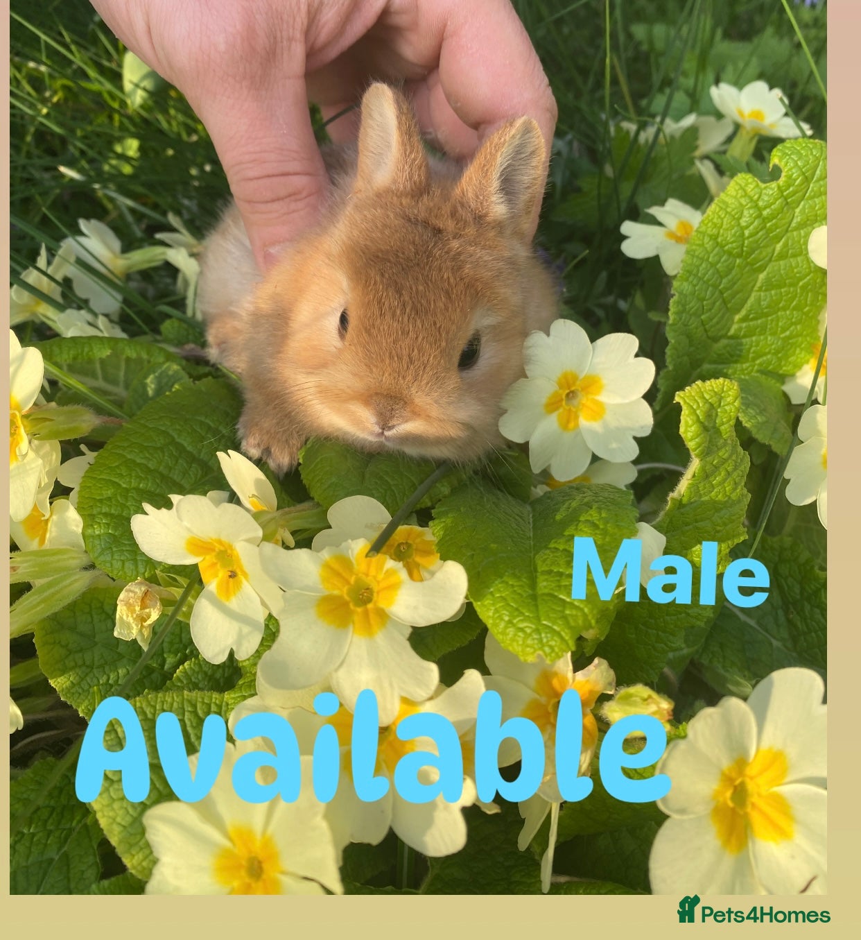 Netherland Dwarf rabbits Netherland Dwarf bunnies - Advert 1