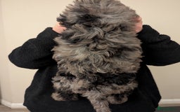 Australian Labradoodle dogs for sale: Ready Now !  Miniature Australian Labradoodles - Image 27