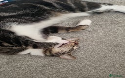 Mixed Breed cats for sale: Large male tabby/maine coon cross  - Image 4