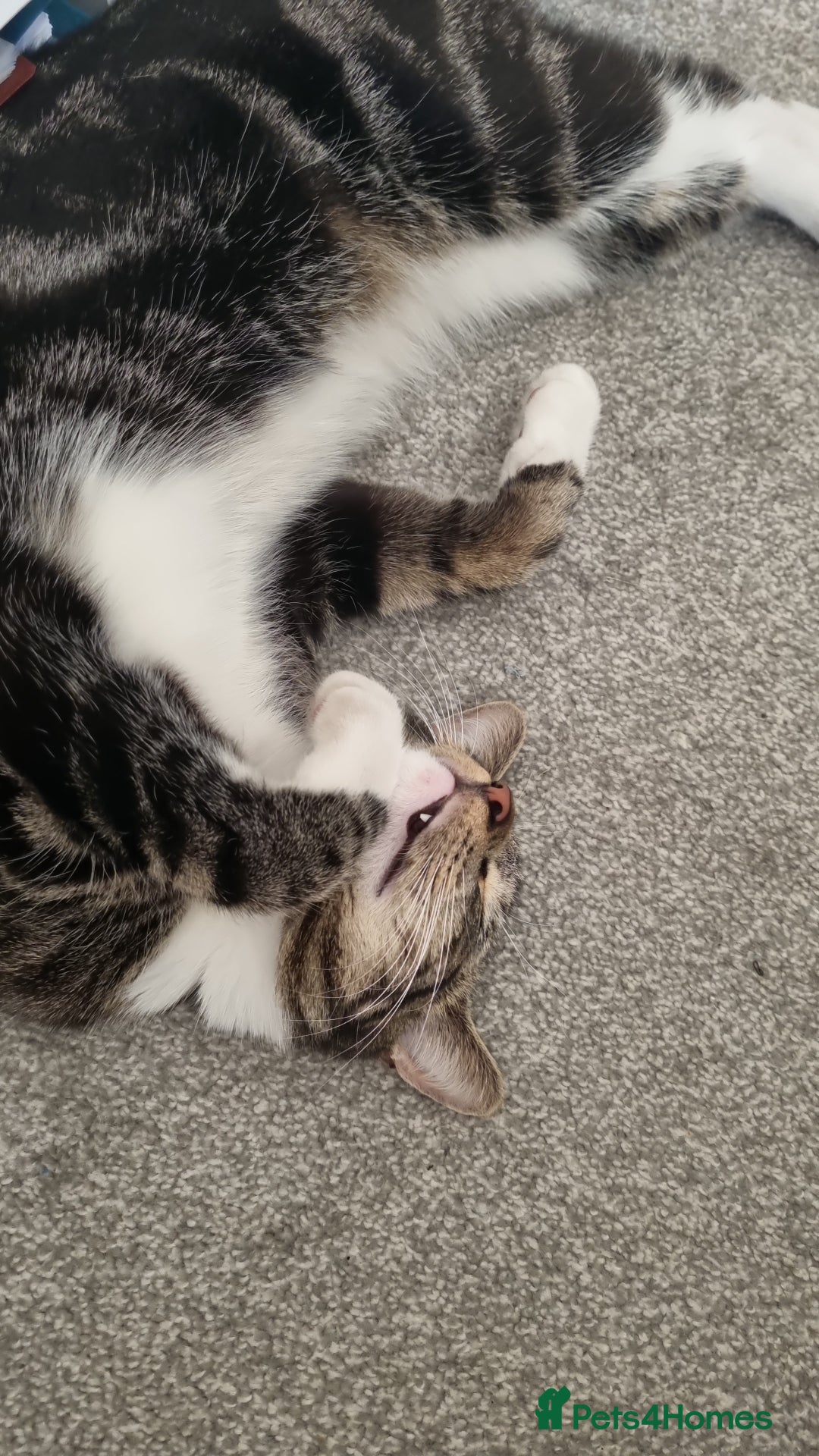 Mixed Breed cats for sale: Large male tabby/maine coon cross  - Image 4