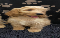 Cockapoo dogs for sale: F1 Apricot cockapoo’s boys and girls  - Image 15