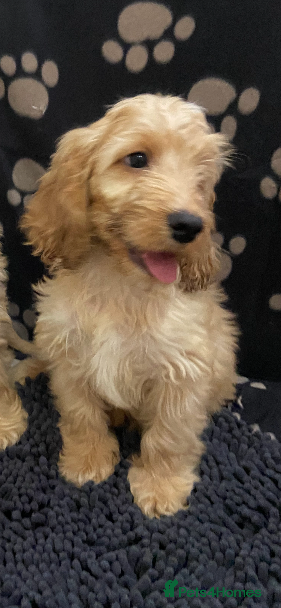 Cockapoo dogs for sale: F1 Apricot cockapoo’s boys and girls  - Image 15