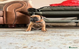 Mixed Breed dogs for sale: F1 bullherder puppies  - Image 5