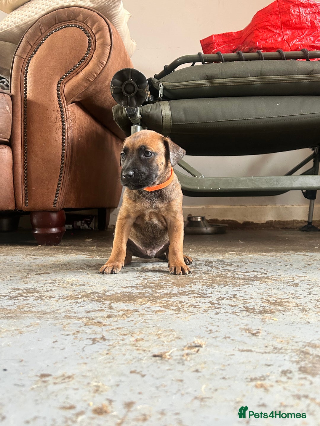 Mixed Breed dogs for sale: F1 bullherder puppies  - Image 5