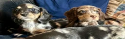 Mixed Breed dogs for sale: Working Cocker Spaniel x Longhair Dachshund - Advert 14