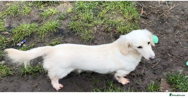 Miniature Dachshund dogs - Advert 1