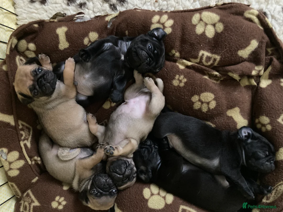 Pug dogs for stud: Health tested black pug stud  in Stevenage - Advert 33