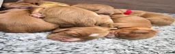 Cocker Spaniel dogs for sale: 6 red cocker spaniel puppies in Bridlington - Advert 4