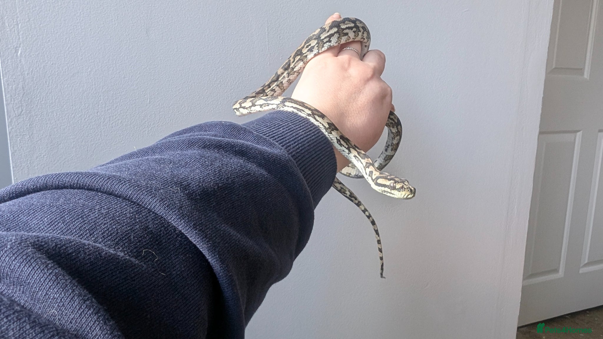 Python Snake reptiles Male Coastal Carpet Python and set up - Advert 1