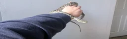 Python Snake reptiles for sale: Male Coastal Carpet Python and set up - Advert 1