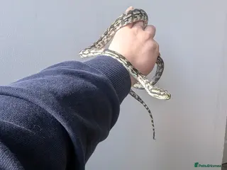 Python Snake reptiles Male Coastal Carpet Python and set up - Advert 4