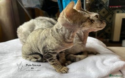 Devon Rex cats for sale: Devon Rex girl, excellent type  - Image 5