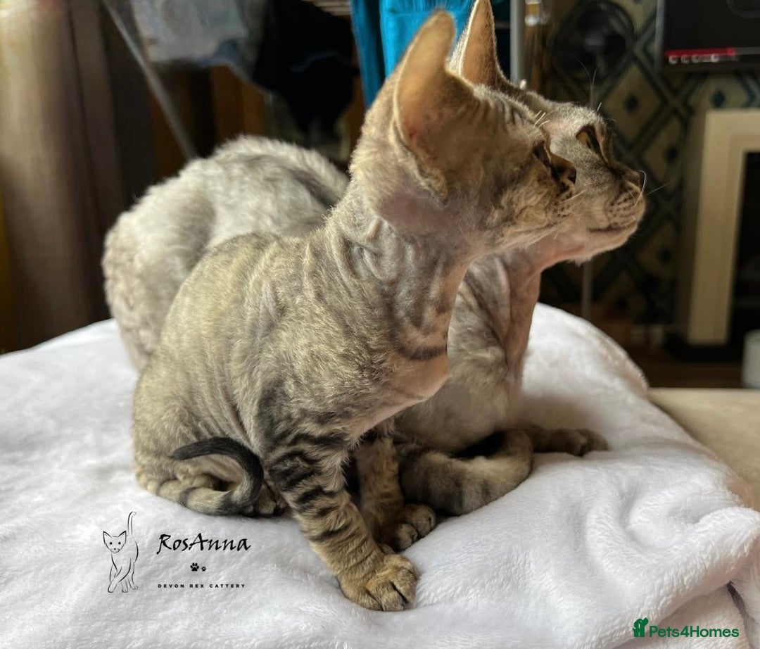 Devon Rex cats for sale: Devon Rex girl, excellent type  - Image 5