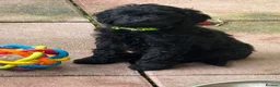 Cockapoo dogs for sale: F1b Cockapoos - Advert 16