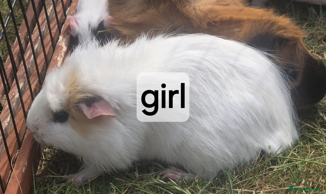 Guinea Pig rodents for sale: Mixed pairs of guinea pigs available  - Advert 2