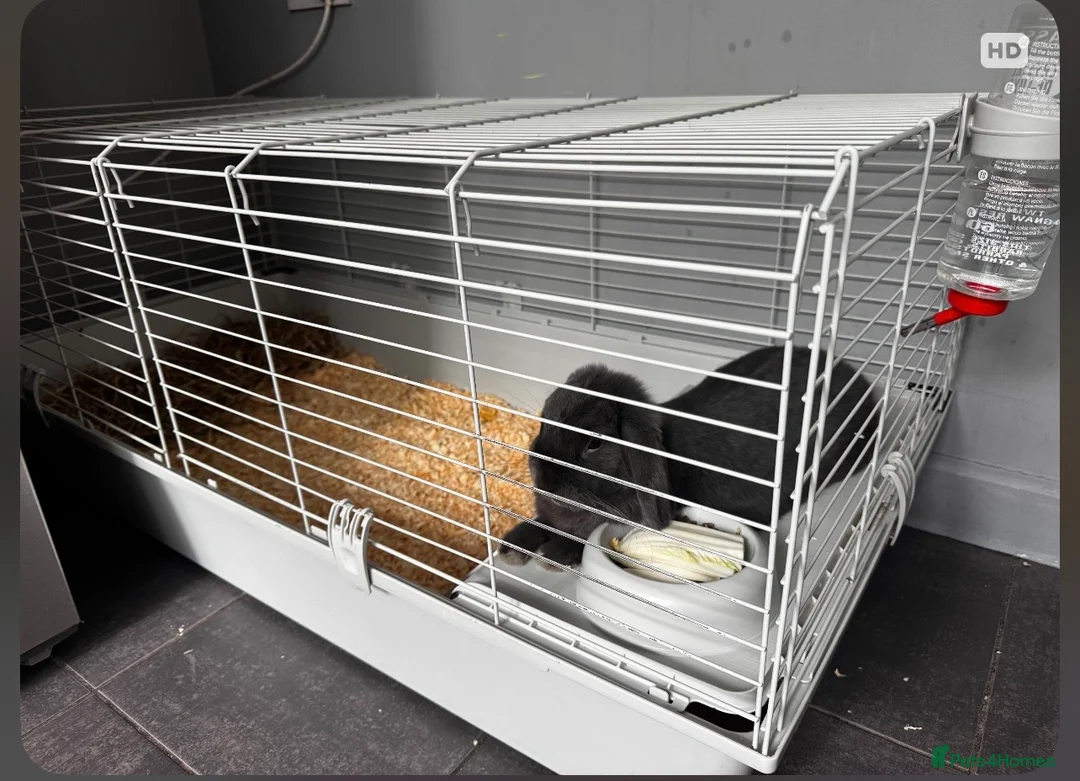 Mini Lop rabbits for sale: I’m looking to rehome my bunny in Dudley - Advert 3