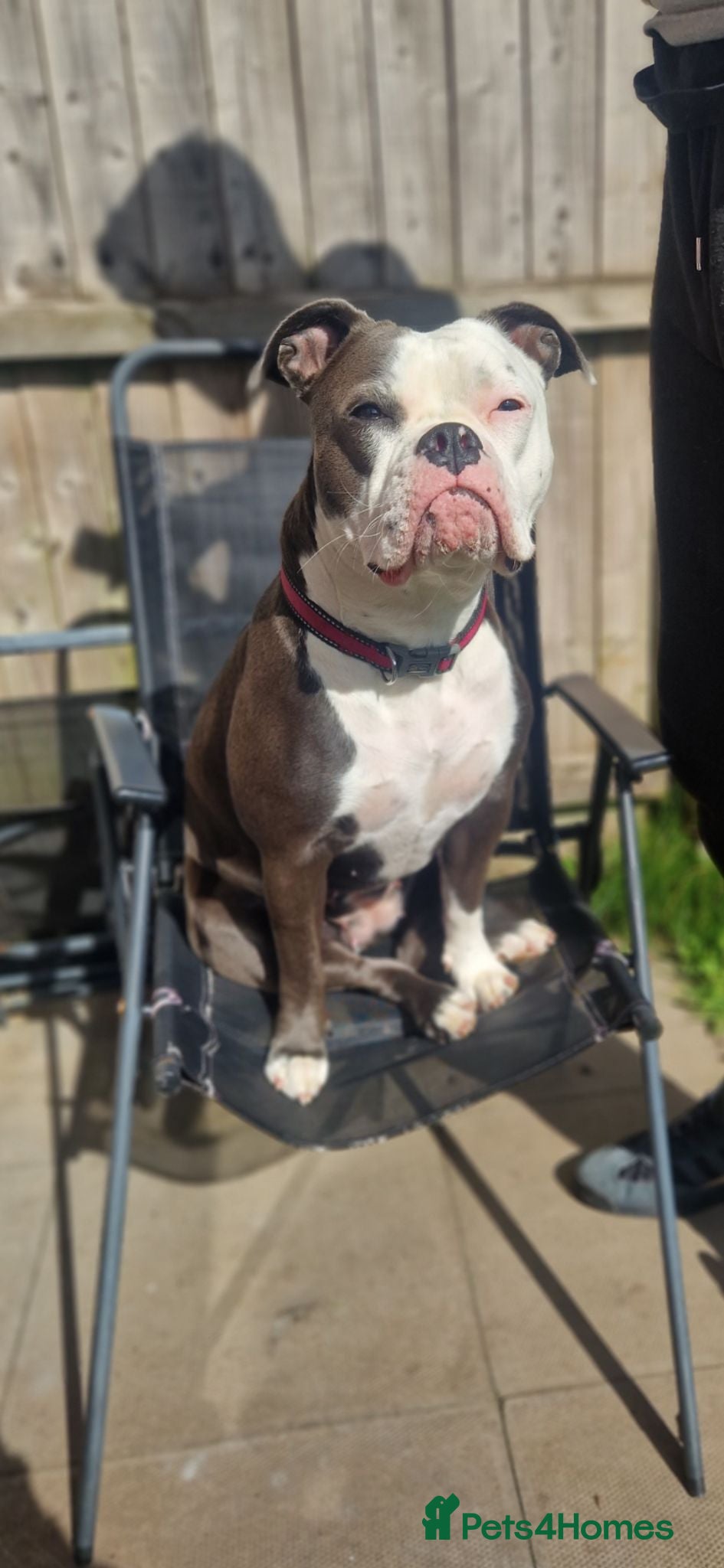 Mixed Breed dogs Rehome - Advert 1