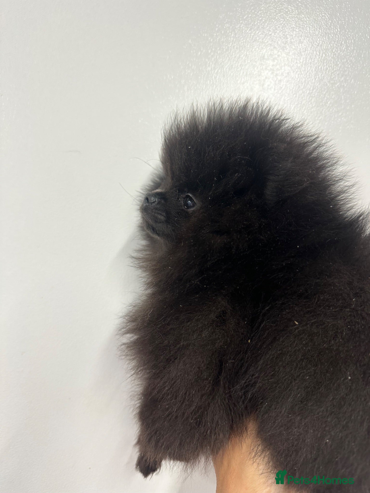 Pomeranian dogs Beautiful Petite Teddy Bear Faced Girl  - Advert 11