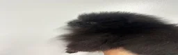 Pomeranian dogs for sale: Beautiful Petite Teddy Bear Faced Girl  - Advert 1