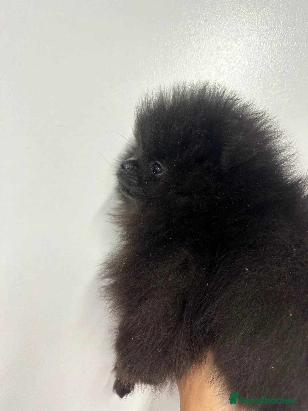 Pomeranian dogs for sale: Beautiful Petite Teddy Bear Faced Girl  - Advert 1