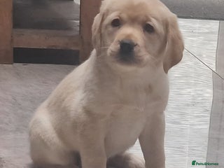 Labrador Retriever dogs Labrador very cute and playful puppies - Advert 2