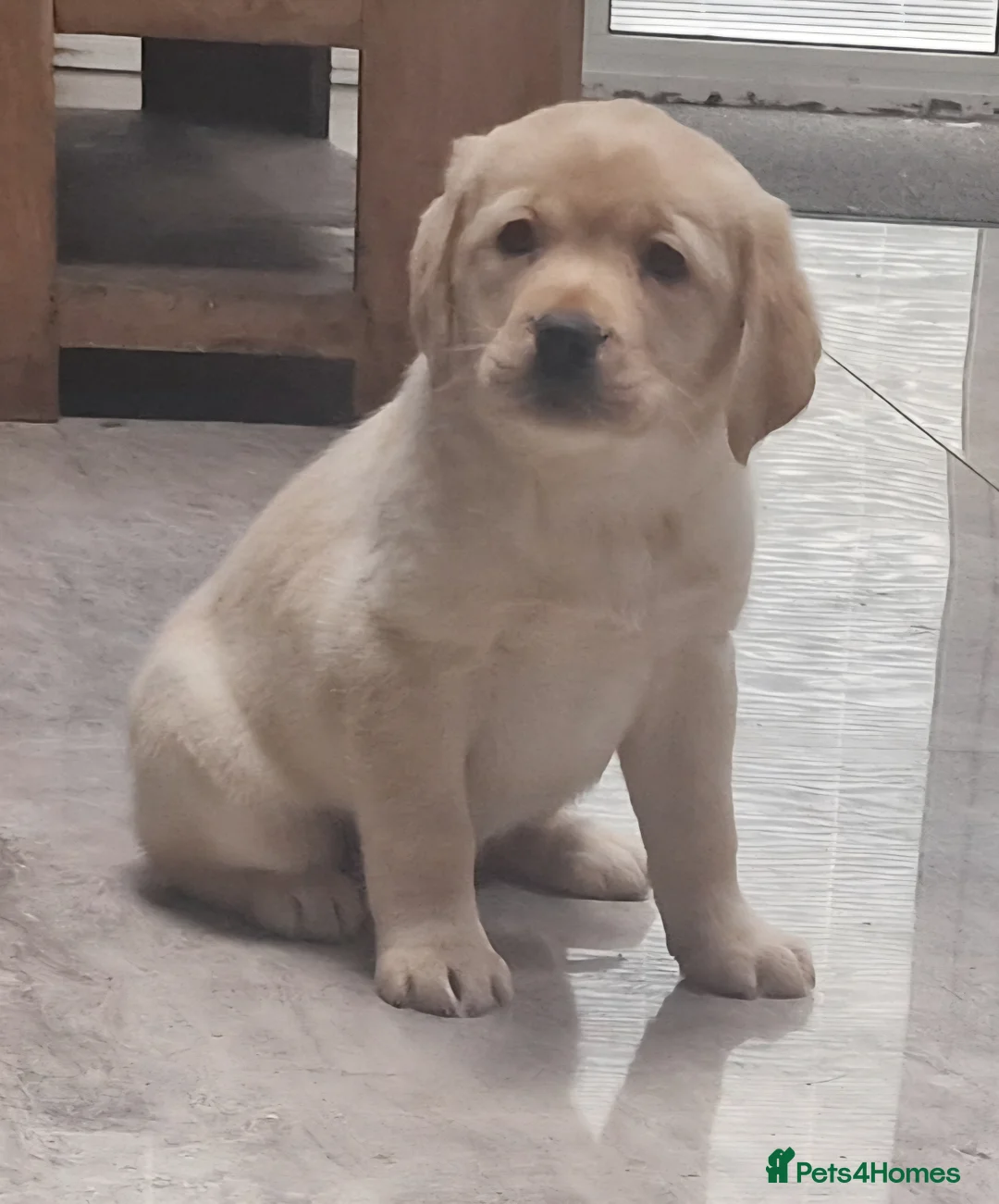 Labrador Retriever dogs for sale: Labrador very cute and playful puppies  - Advert 4