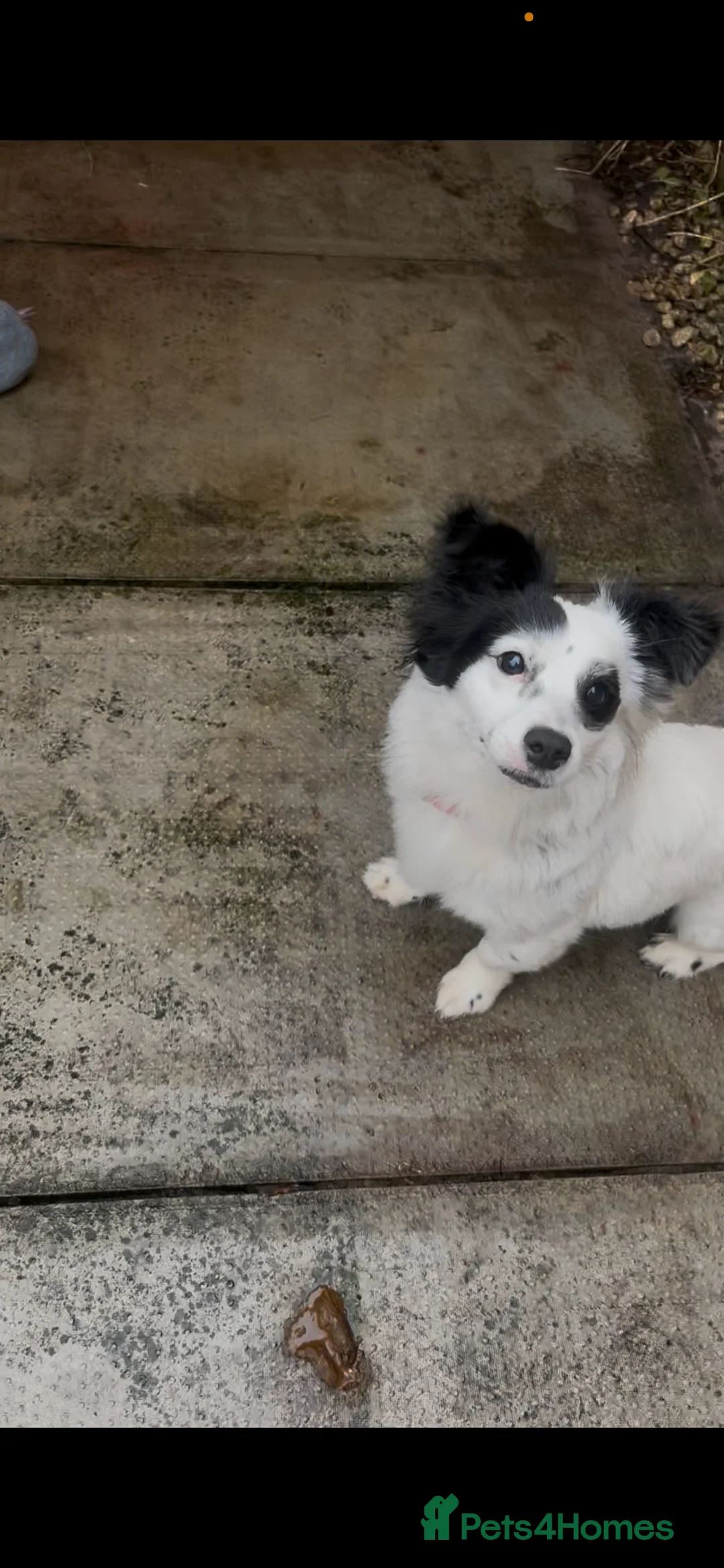 Mixed Breed dogs for sale: Papillon x Jack Russell - Advert 2