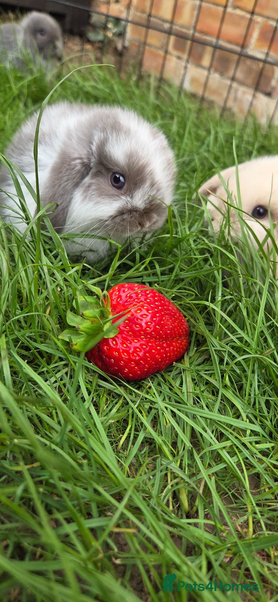 Mini Lop rabbits 2 left Mini lop  - Advert 24