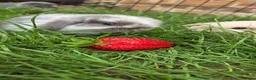 Mini Lop rabbits for sale: 1 mini lop left - Advert 1