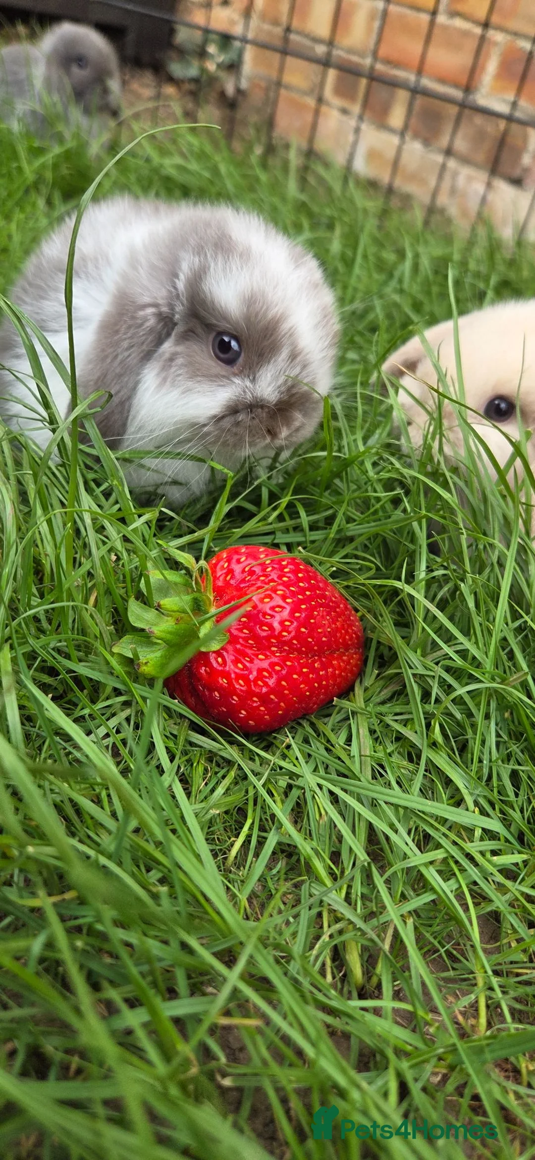 Mini Lop rabbits for sale: 1 mini lop left - Advert 1