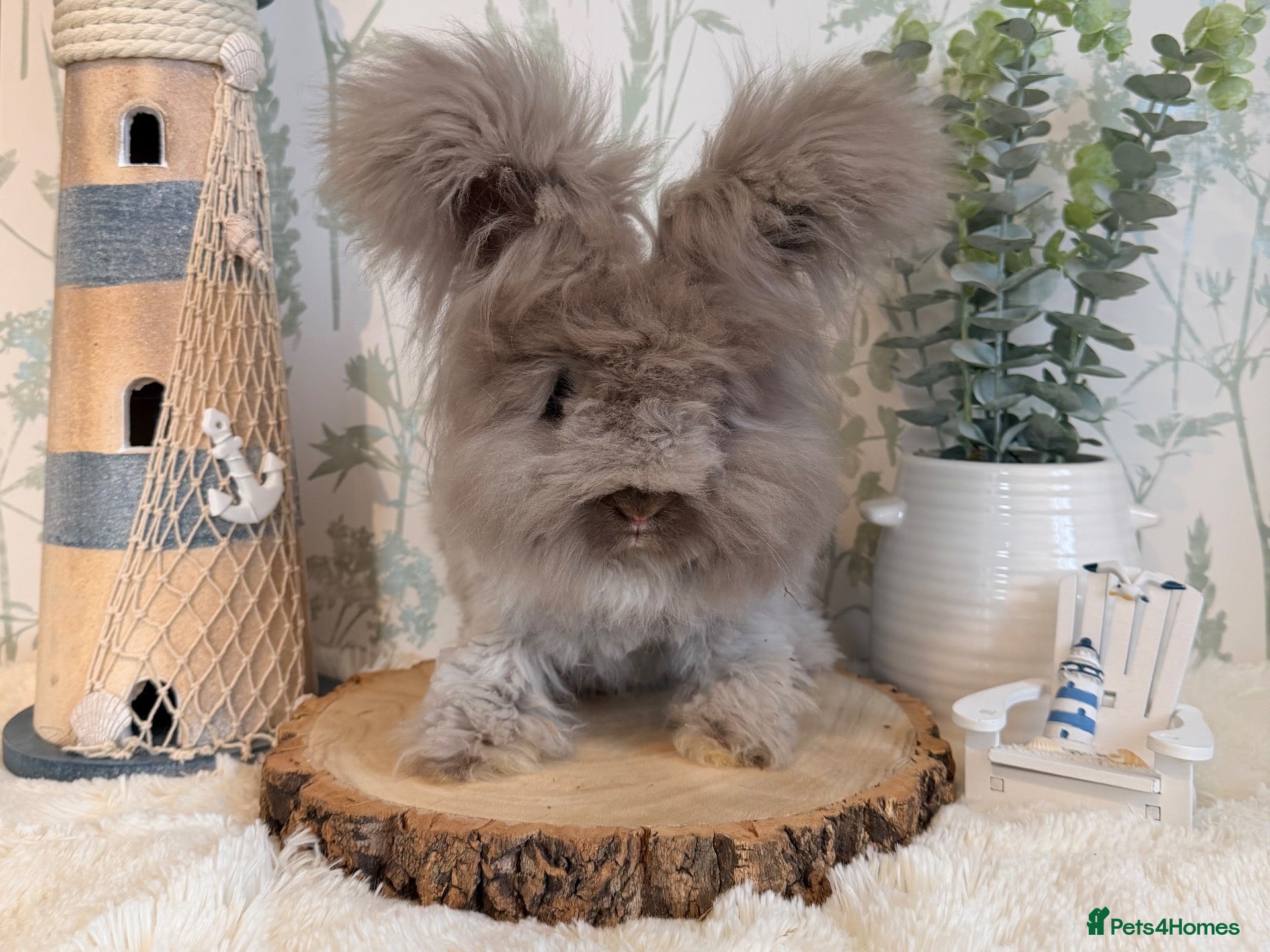 Angora rabbits Vaccinated Pedigree Angora Babies - Ready Now - Advert 13