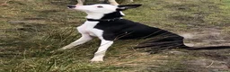Lurcher dogs for sale: Lurcher  - Advert 5