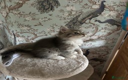 Siberian cats for sale: Siberian GCCF. kittens no hidden cost ready 6 oct  - Image 17