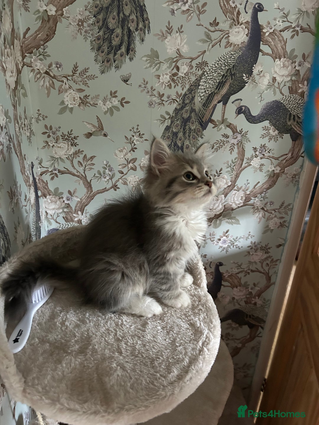 Siberian cats for sale: Siberian GCCF. kittens no hidden cost ready 6 oct  - Image 17