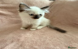 Ragdoll cats for sale: Beautiful Ragdoll kittens  ** LAST ONE ** - Image 11