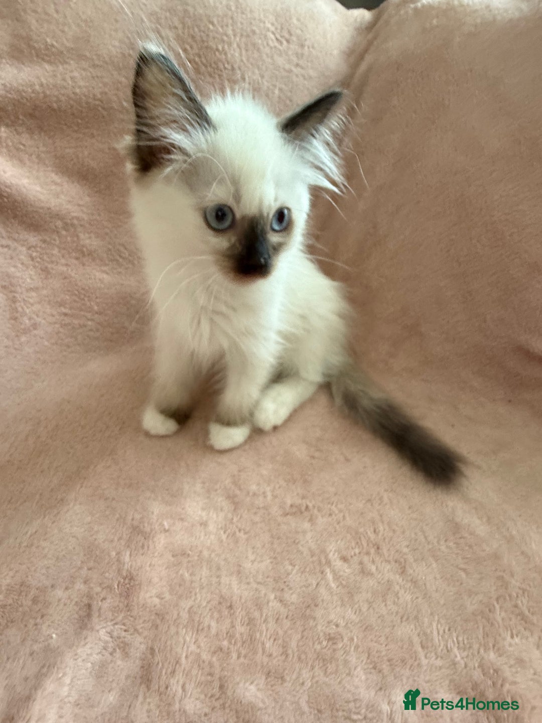Ragdoll cats for sale: Beautiful Ragdoll kittens  ** LAST ONE ** - Image 11