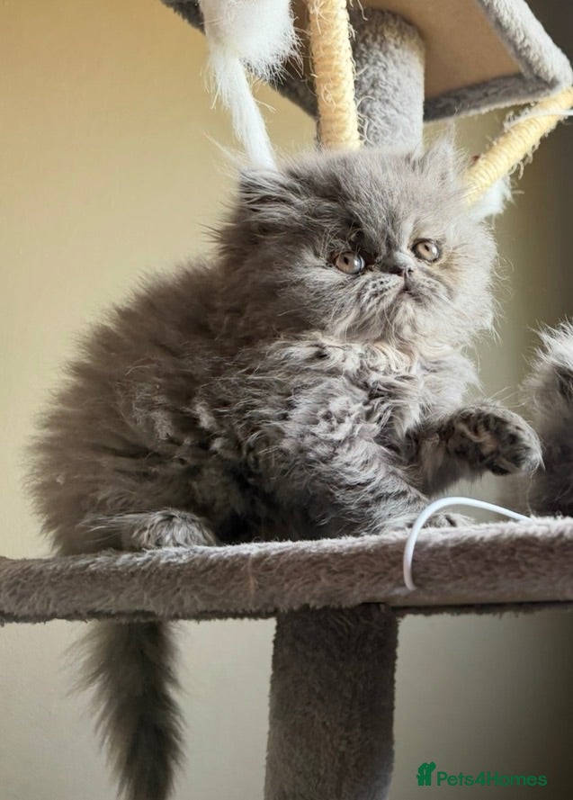 Persian cats Beautiful Persian kittens  - Advert 6