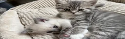 British Shorthair cats for sale: Adorable british shorthair x ragamuffin kittens - Advert 6
