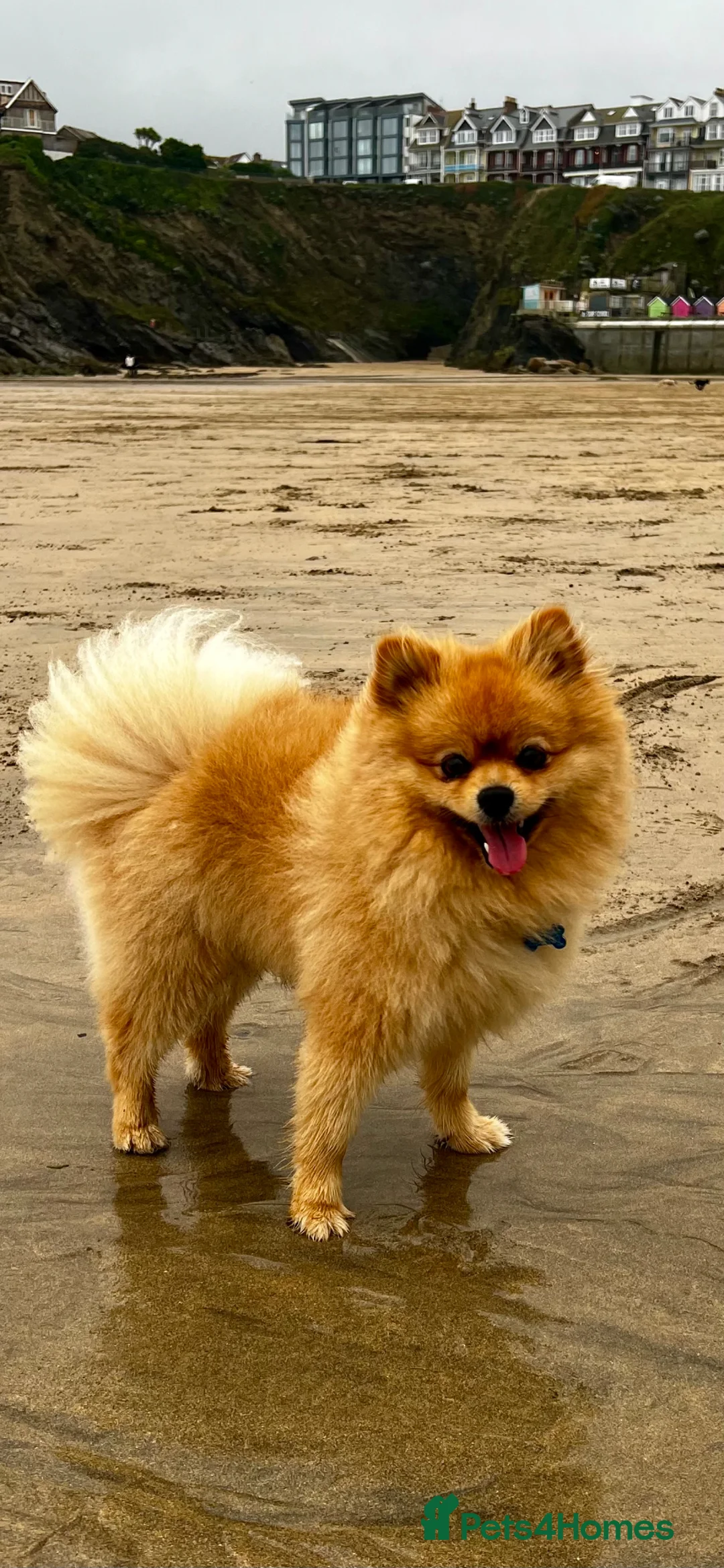 Pomeranian dogs for stud: EXCEPTIONAL KC REGISTERED POMERANIAN STUD – KENZO in East Grinstead - Advert 2