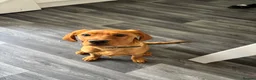 Mixed Breed dogs for sale: Chunkz  - Advert 3