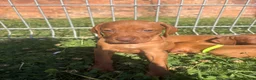 Hungarian Vizsla dogs for sale: 9 KC registered Hungarian Vizla puppies - Advert 9