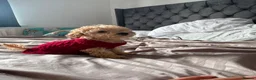 Toy Poodle dogs for sale: Beautiful Toy Poodle Puppies – Loving Homes Wanted - Advert 9
