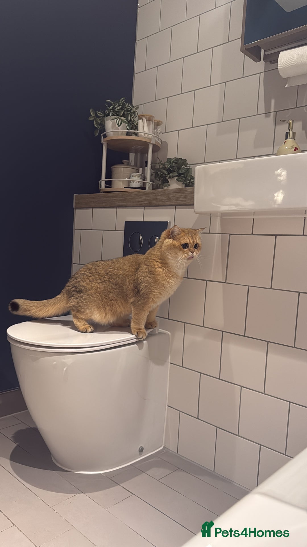 British Shorthair cats for sale: Rehome the cutest BSH - Advert 6